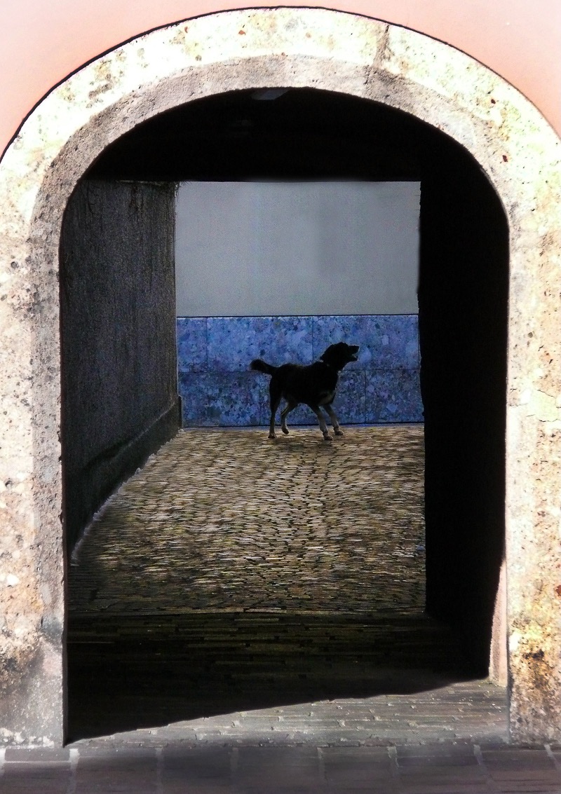 Alley dog, Innsbruck, Austria
