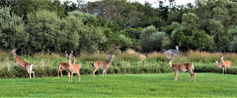 Deer family, Montauk, NY.jpeg