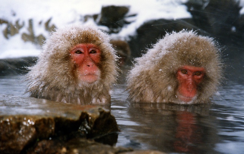 Snow monkeys in Nagano, Japan 1
