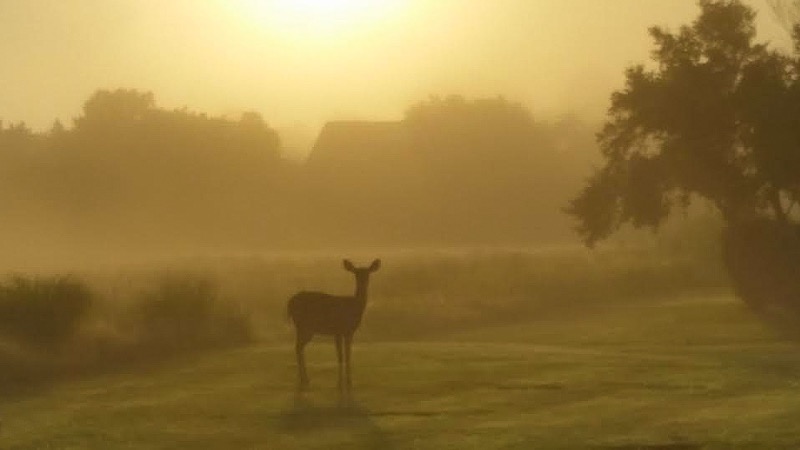 Deer at dawn, Montauk, NY
