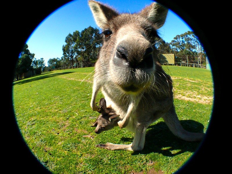 Kangaroo & joey, Philip Island, Australia

