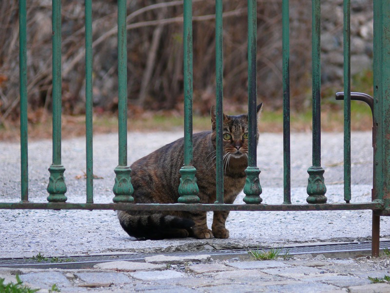 Gatekeeper cat, Sestriere, Italy
