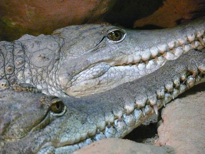 Crocs, Australia
