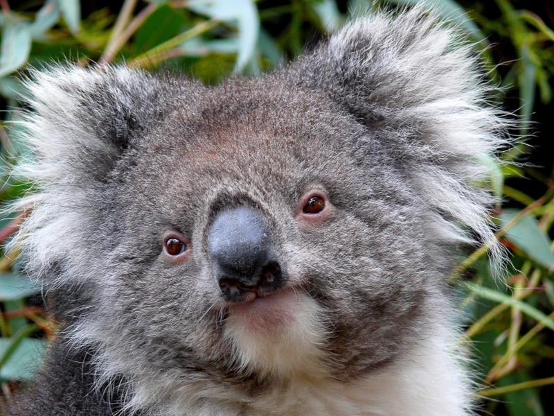Koala 1
