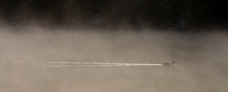 Duck in the mist, Lake Placid, NY
