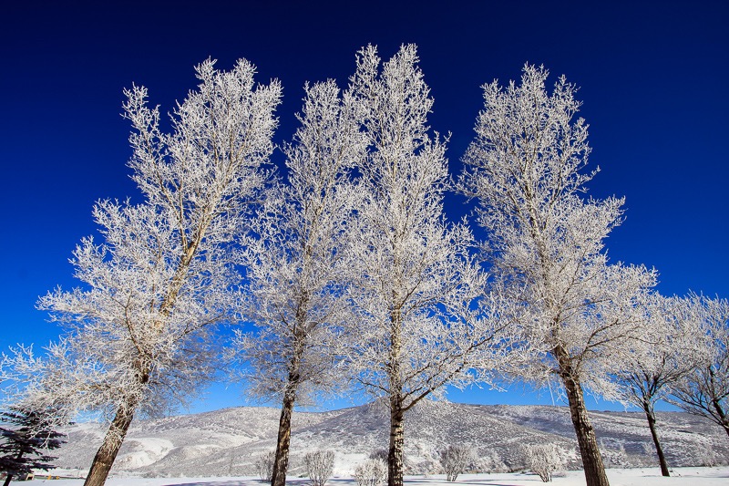 Ice trees, Park City, Utah
