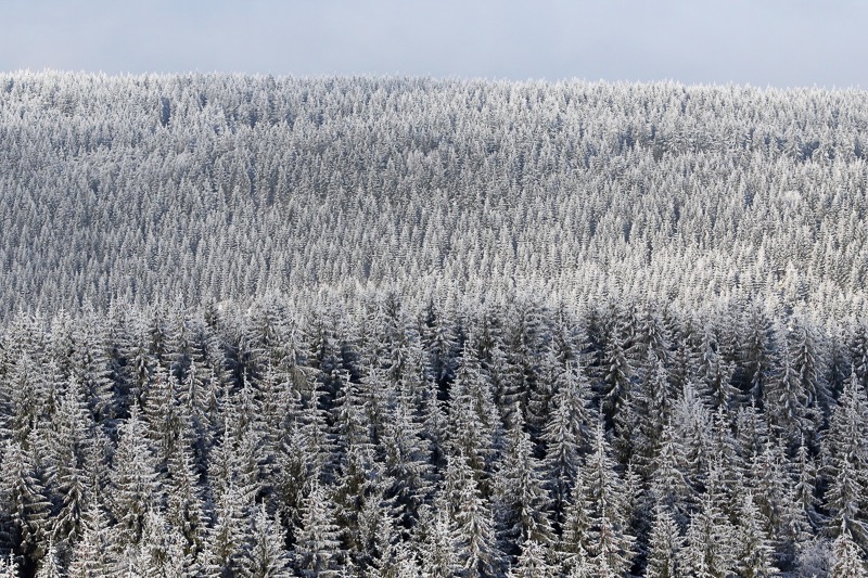 Snow trees, Oberhof, Germany
