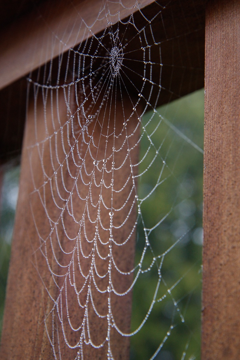 Dewy web, Lake Placid, NY
