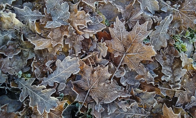 Frosted leaves 1
