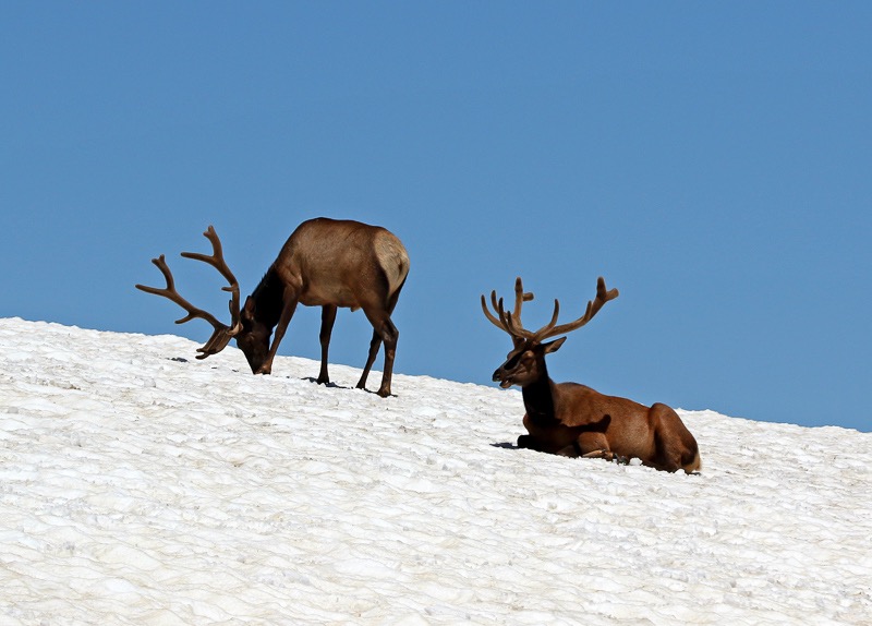Snow Elk, Rocky Mountain National Park, Colorado
