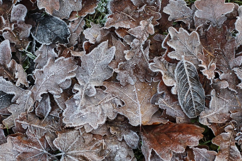 Winter leaves 1
